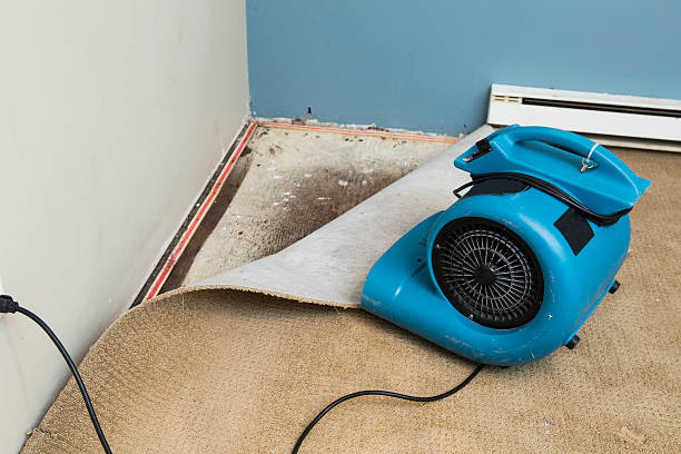 Best Mold removal after water damage  in Wilkinson Heights, SC